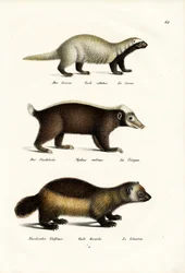 Ghiottone, 1824